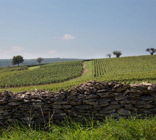 Paysage dans le vignoble du Maconnais : Chardonnay. Paysage dans le vignoble du Maconnais : Chardonnay.
